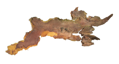  ıssız çam kabuğu parçaları