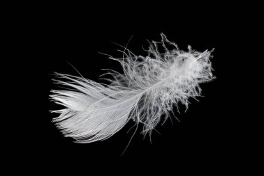 Kaz tüyü siyah arkaplanda