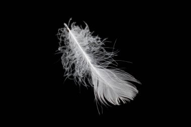 Kaz tüyü siyah arkaplanda