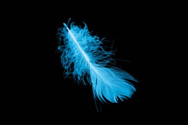 Siyah arkaplanda mavi kaz tüyü