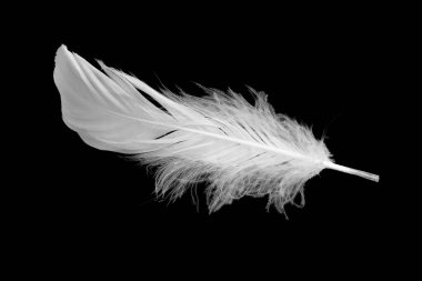 Kaz tüyü siyah arkaplanda