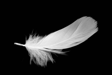 Kaz tüyü siyah arkaplanda