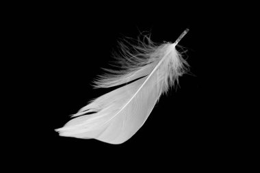 Kaz tüyü siyah arkaplanda