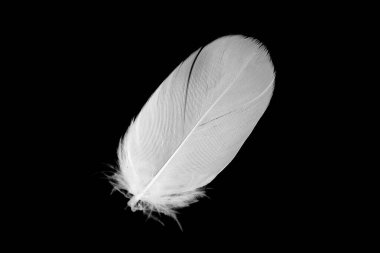 Kaz tüyü siyah arkaplanda