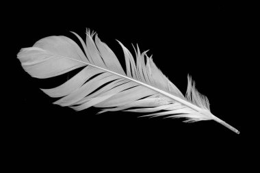 Kaz tüyü siyah arkaplanda