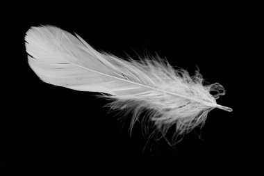 Kaz tüyü siyah arkaplanda