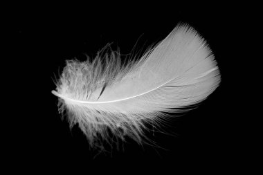 Kaz tüyü siyah arkaplanda