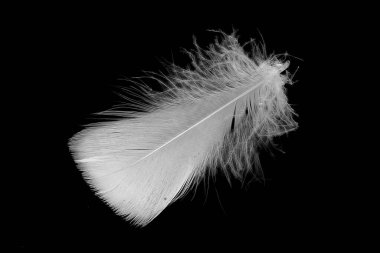 Kaz tüyü siyah arkaplanda