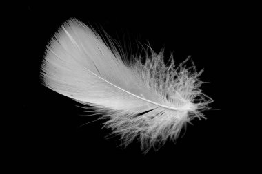 Kaz tüyü siyah arkaplanda