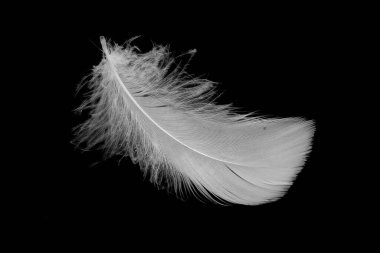 Kaz tüyü siyah arkaplanda