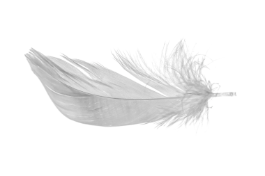 Beyaz arka planda beyaz kaz tüyleri