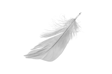 Beyaz arka planda beyaz kaz tüyleri