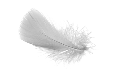 Beyaz arka planda beyaz kaz tüyleri