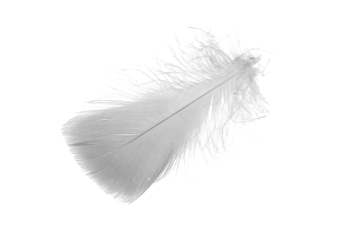 Beyaz arka planda beyaz kaz tüyleri