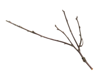 Beyaz izole arkaplanda kuru dal