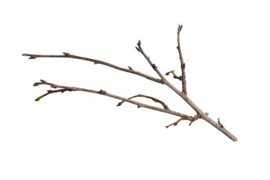 Beyaz izole arkaplanda kuru dal