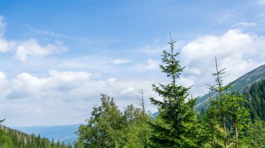 Gökyüzüne karşı çam ağaçları