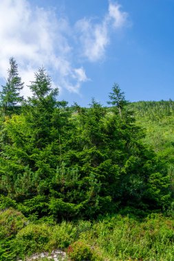 Gökyüzüne karşı çam ağaçları