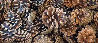 Görünür desenli çam kozalakları