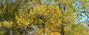 Sarı sonbahar yaprakları mavi gökyüzüne karşı