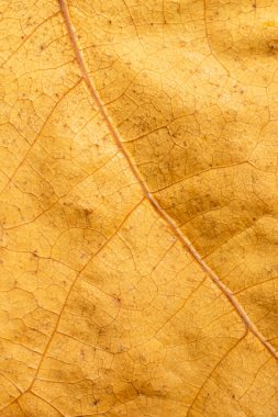 Sarı sonbahar yaprakları görünür detaylarla dolu. arkaplan