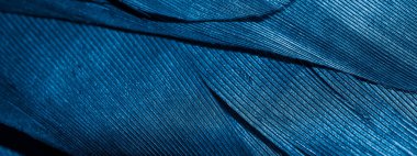 Görünür dokuya sahip mavi tüyler