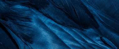 Görünür dokuya sahip mavi tüyler