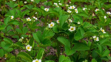 yeşil yapraklı beyaz çilek çiçekleri