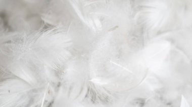 Görünür desenli beyaz kaz tüyleri. arkaplan