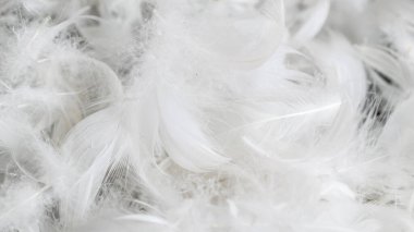 Görünür desenli beyaz kaz tüyleri. arkaplan