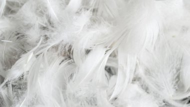 Görünür desenli beyaz kaz tüyleri. arkaplan