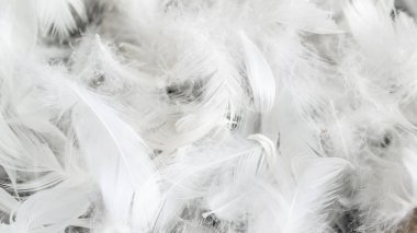 Görünür desenli beyaz kaz tüyleri. arkaplan