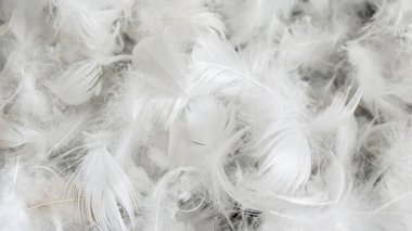 Görünür desenli beyaz kaz tüyleri. arkaplan