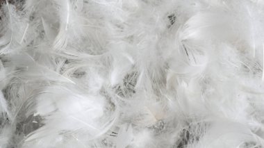 Görünür desenli beyaz kaz tüyleri. arkaplan