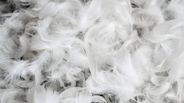 Görünür desenli beyaz kaz tüyleri. arkaplan