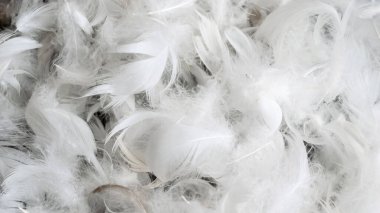 Görünür desenli beyaz kaz tüyleri. arkaplan