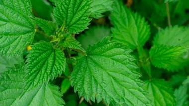 görünür detaylara sahip yeşil ısırgan otu