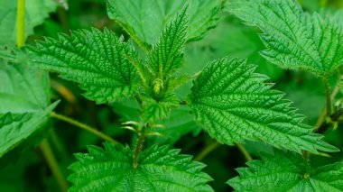 görünür detaylara sahip yeşil ısırgan otu