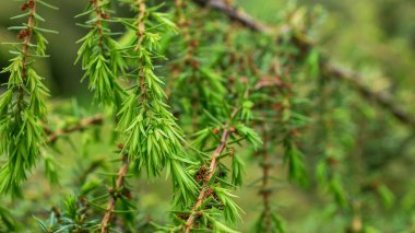 yeşil ardıç dalları. arkaplan yay dokusu