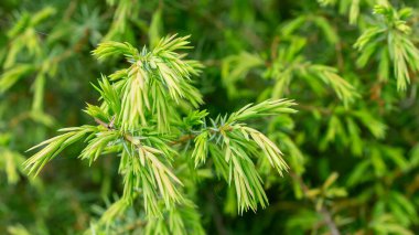 yeşil ardıç dalları. arkaplan yay dokusu