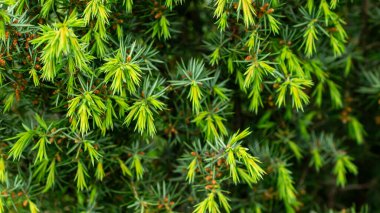 yeşil ardıç dalları. arkaplan yay dokusu