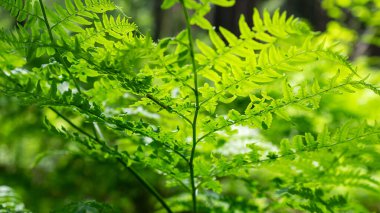 Yeşil bir ormanın arka planında eğreltiotu yaprağı