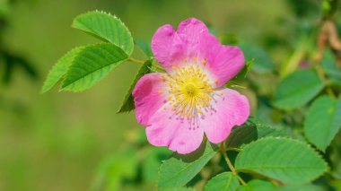 Yapraklardan oluşan bir arka planda yaban gülü çiçeği