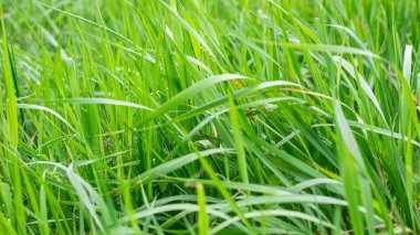 yeşil çimen yaprakları. arkaplan