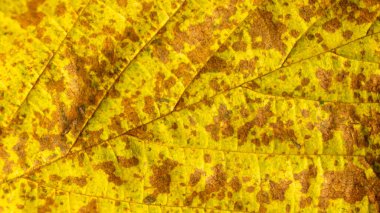 Kahverengi benekli sarı sonbahar yaprağı