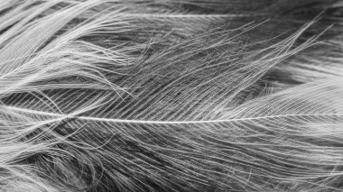 görünür detaylara sahip beyaz ve siyah tüyler