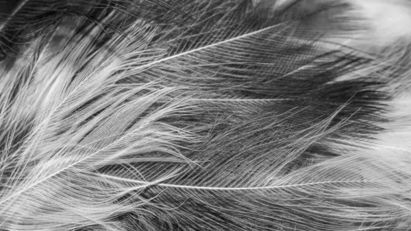 görünür detaylara sahip beyaz ve siyah tüyler