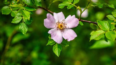 Yapraklardan oluşan bir arka planda yaban gülü çiçeği