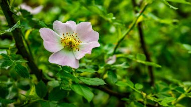 Yapraklardan oluşan bir arka planda yaban gülü çiçeği