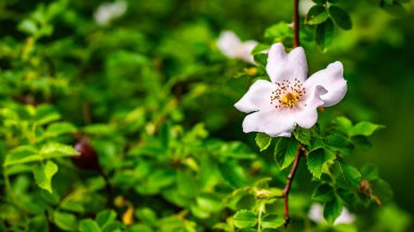 Yapraklardan oluşan bir arka planda yaban gülü çiçeği